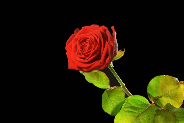 Gros Plan Une Rose Rouge Sur Fond Noir — Photo