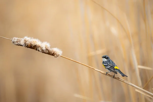 在沼泽地的芦苇里 一张浅浅的黄色跳跃莺的焦距照片 — 图库照片