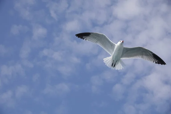 Gaivota Mediterrâneo Voando Céu Azul — Fotografia de Stock