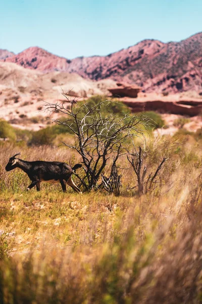 Güneşli Bir Günde Kayalık Vadilerde Seçici Bir Keçi — Stok fotoğraf