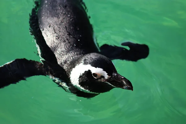 Närbild Svart Pingvin Som Simmar Vattnet — Stockfoto