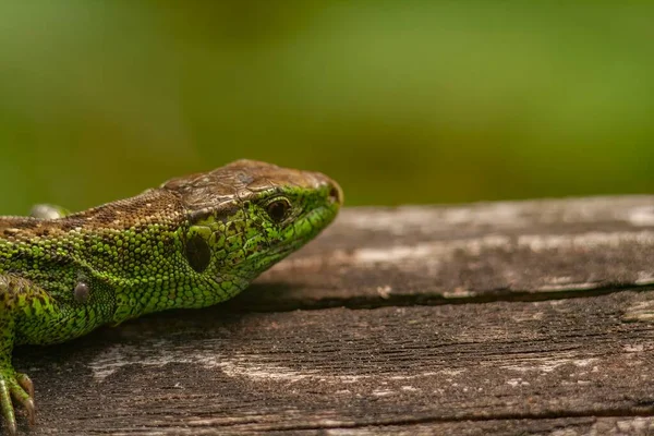 Macro Green Imble Lizard Lying Bark Tree Looking Straight Forward — Stock Photo, Image