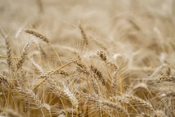 Kırsaldaki Tarlada Yetişen Altın Buğday Bitkileri — Stok fotoğraf