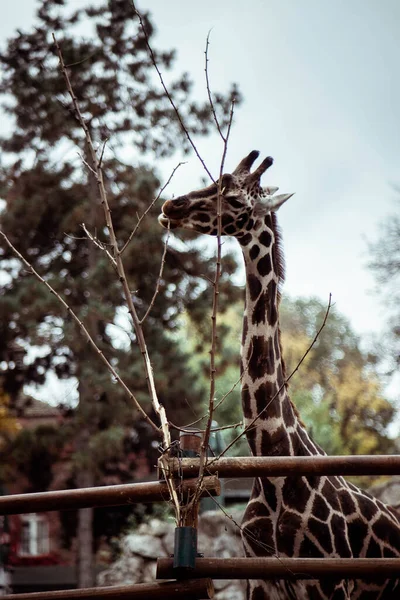 Plan Vertical Une Grande Girafe Près Clôture Dans Parc National — Photo