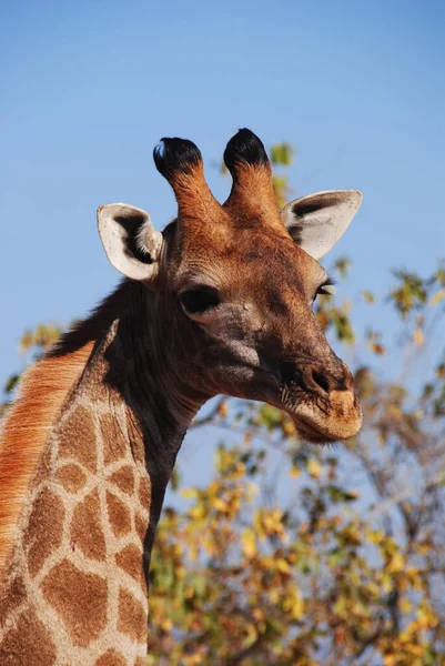 Снимок Жирафа Смотрящего Камеру Солнечный День Африке — стоковое фото