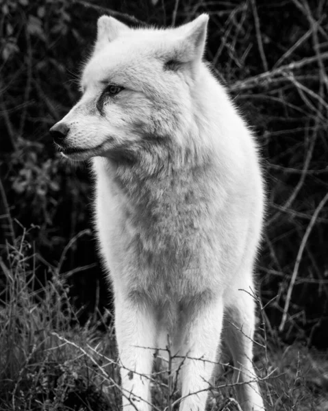 拍到一只北极狼站在森林里 背景模糊的特写灰度镜头 — 图库照片