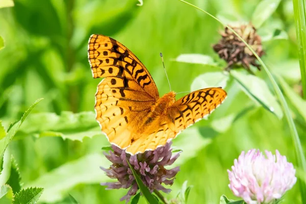 植物上美丽蝴蝶的宏观镜头 — 图库照片