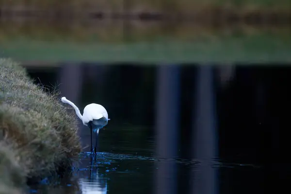 Närbild Bild Stor Egret — Stockfoto
