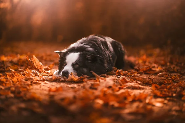 Een Schattige Hond Een Bos — Stockfoto