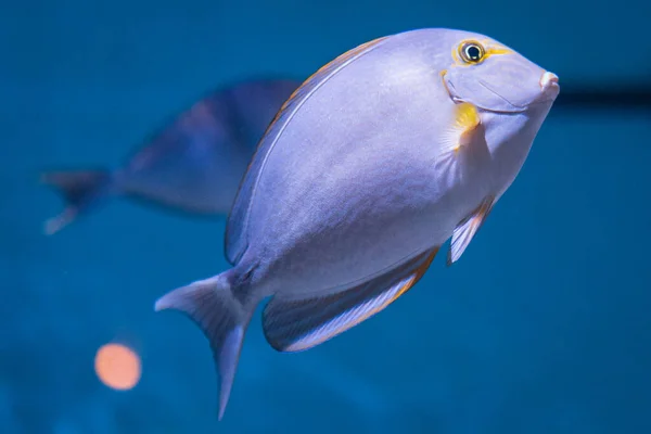 황다랑어 지느러미 지느러미 지느러미 Acanthurus Xanthopterus — 스톡 사진