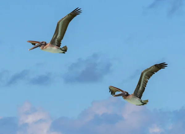 Zwei Kubanische Pelikane Flug — Stockfoto