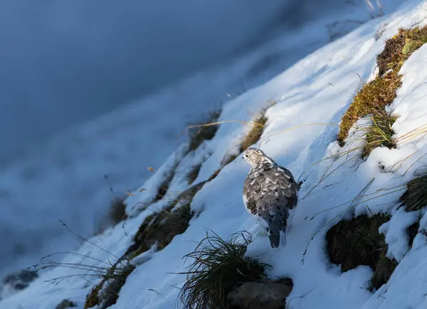 Pollo Alpino Nieve Lagopus Muta Sentado Hermosa Luz Del Atardecer — Foto de Stock