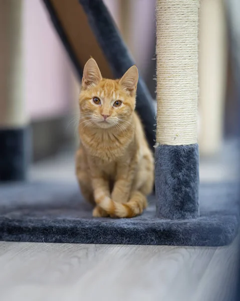 Uma Foto Vertical Gato Beans Car Cafe Beacon Nova York — Fotografia de Stock