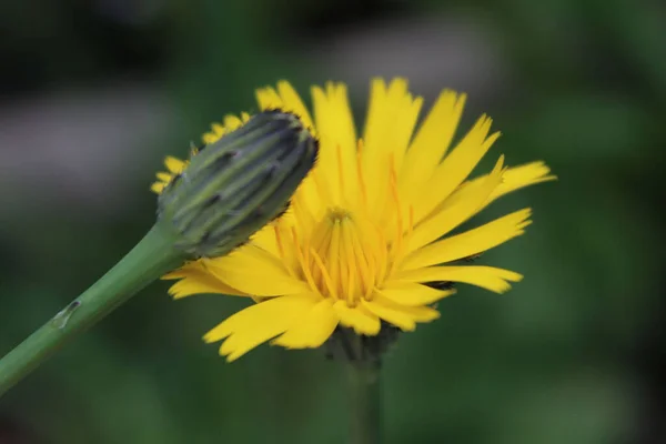 Primo Piano Fiore Dente Leone Uno Sfondo Sfocato Verde Scuro — Foto Stock