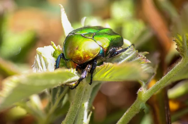 Closeup Shot Rose Chafer Sitting Petals Flowers Blurry Background — Stock Photo, Image