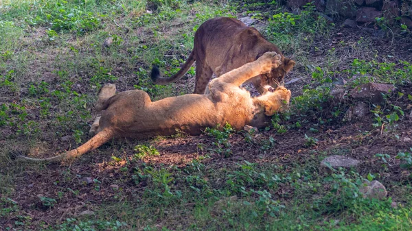 Два Льва Играют Лесу Днем — стоковое фото
