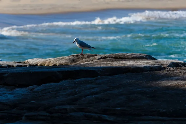 Piękne Mewy Stojące Skale Tle Morza Słoneczny Dzień — Zdjęcie stockowe