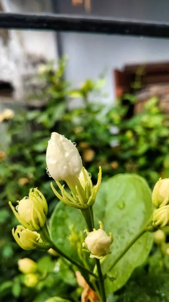 Bahçede Beyaz Yasemin Çiçeğinin Dikey Görüntüsü — Stok fotoğraf