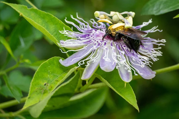 Pearland Teksas Taki Shadow Creek Doğa Parkında Bir Çiçeği Kirleten — Stok fotoğraf