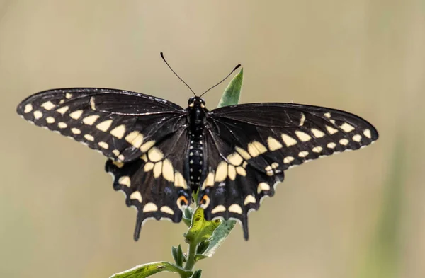 Una Macro Toma Una Hermosa Mariposa Planta —  Fotos de Stock