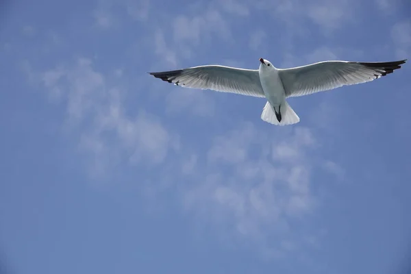 Gaivota Mediterrâneo Voando Céu Azul — Fotografia de Stock