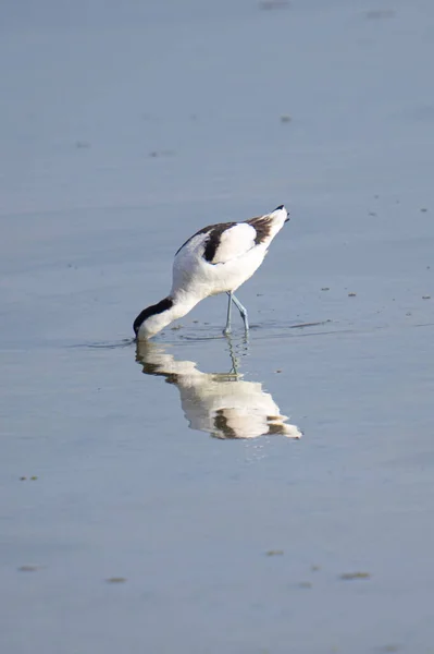 Egy Függőleges Lövés Egy Pied Avocet Tengerparton — Stock Fotó