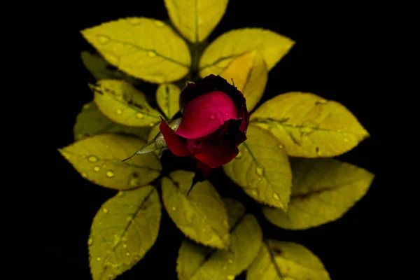 Крупный План Красной Розы Зелеными Листьями — стоковое фото