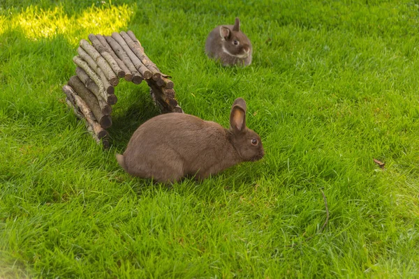 Bruine Konijnen Spelen Groene Weide Zomer — Stockfoto