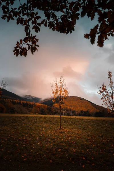 Portrait Pittoresque Jeune Arbre Dans Champ Avec Une Teinte Orange — Photo