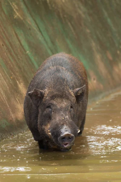 Tiro Ángulo Alto Cerdo Salvaje Común Zoológico Korat Tailandia — Foto de Stock