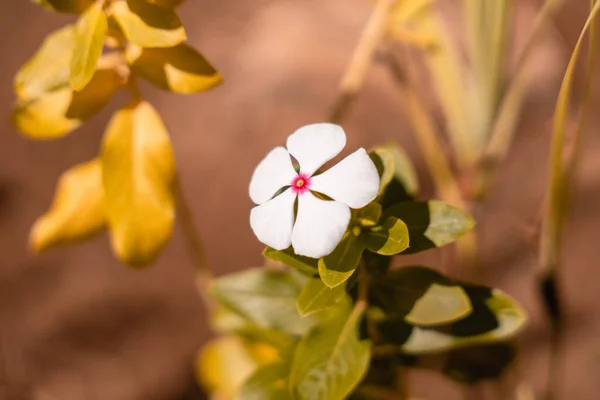 Catharanthus Roseus White Star Flower Red Center — Stock Photo, Image