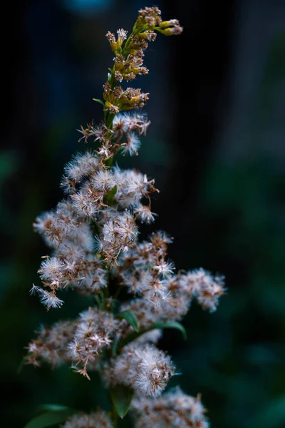 Vertical Closeup Shot Spiraea Salicifolia Dark Background — Stock Photo, Image