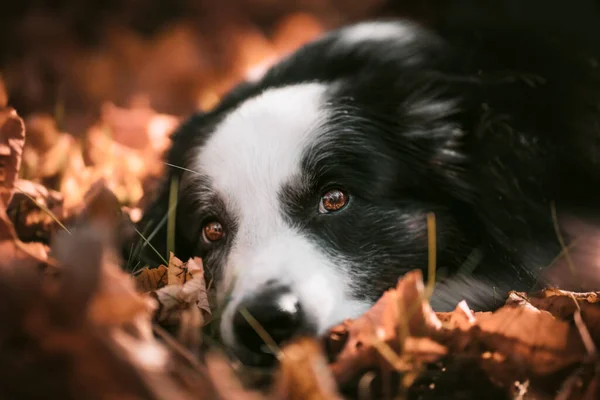 Ένα Αξιολάτρευτο Σκυλί Ένα Δάσος — Φωτογραφία Αρχείου