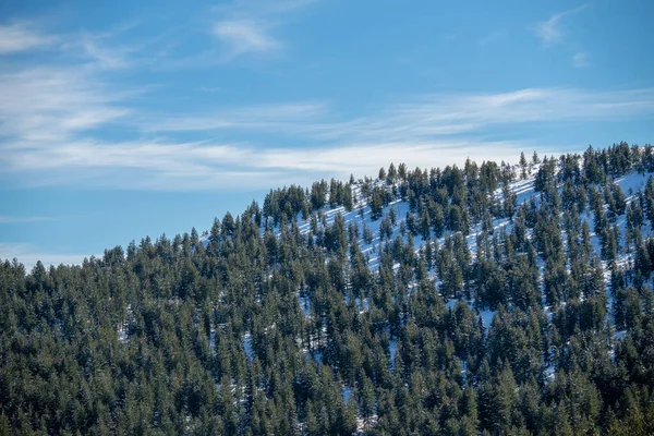 Naturlig Utsikt Över Vinterskog Klarblå Himmel — Stockfoto