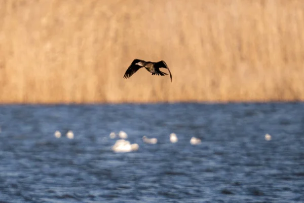 Een Selectieve Scherpstelopname Van Aalscholver Vlucht — Stockfoto