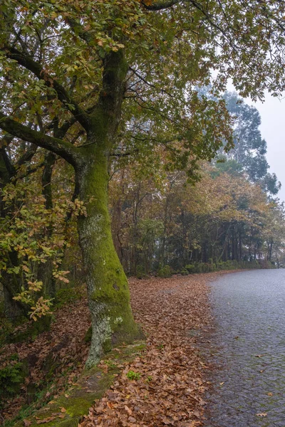 Vertical View Tree Covered Moss Road Yellow Dry Leaves Ground — Stock Photo, Image