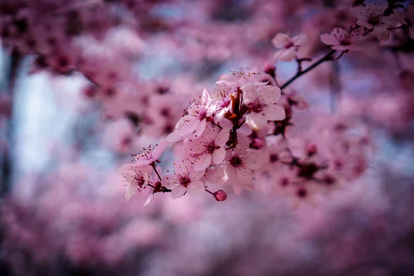 Tiro Close Uma Flor Cerejeira Crescendo Uma Árvore — Fotografia de Stock