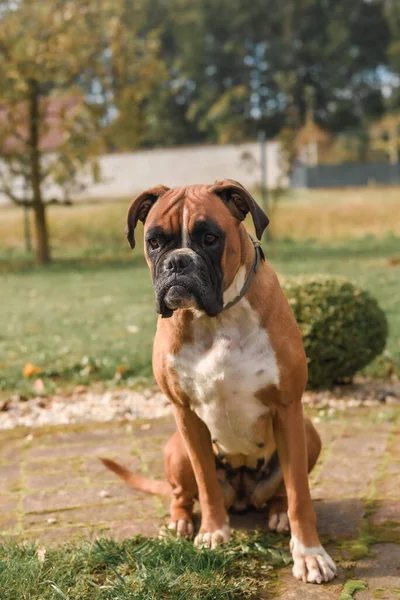 Een Verticaal Schot Van Bokser Hond Zittend Grond — Stockfoto