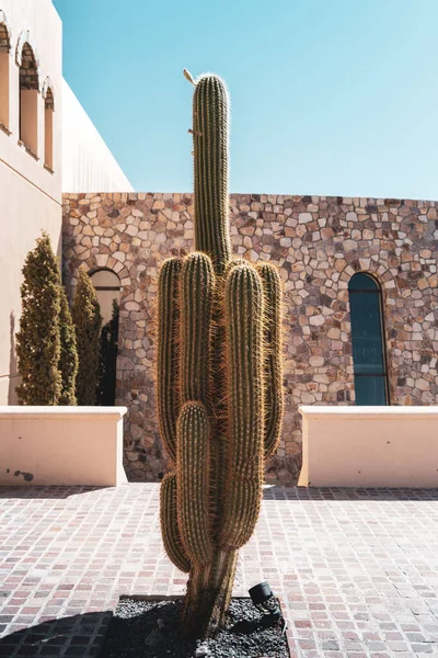 Eine Vertikale Aufnahme Eines Großen Kaktus Hof — Stockfoto