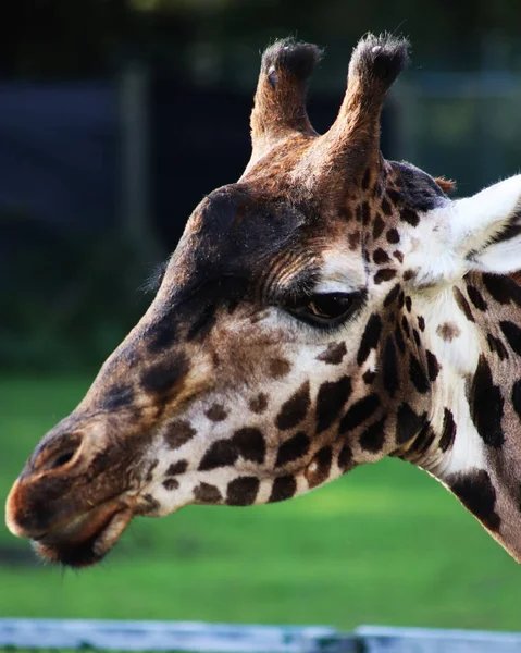 Primo Piano Verticale Una Testa Giraffa Parco Nazionale — Foto Stock