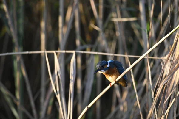 Mělká Ohniska Záběru Kingfishers Alcedinidae Větvi Naklánějící Nad Připraven Útoku — Stock fotografie