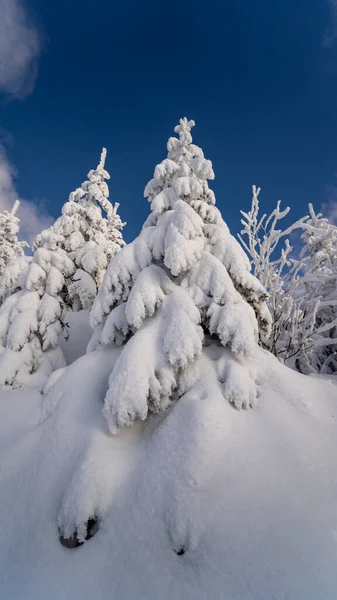 Een Verticaal Schot Van Hoge Dennenbomen Bedekt Met Sneeuw Het — Stockfoto