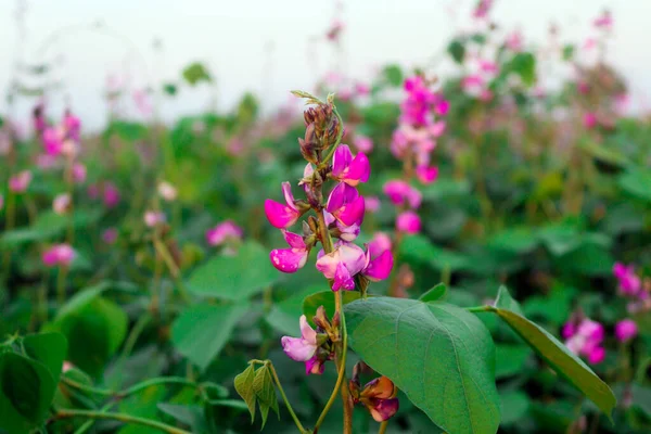 豆园里一朵美丽的豆花 — 图库照片