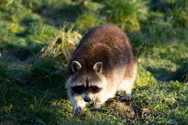 Cute Guadeloupe Raccoon Nature Walking Camera — Stock Photo, Image