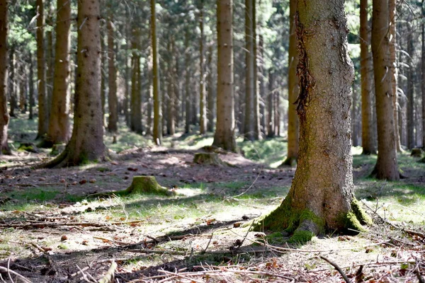 Krajina Výhledem Stromy Lese — Stock fotografie