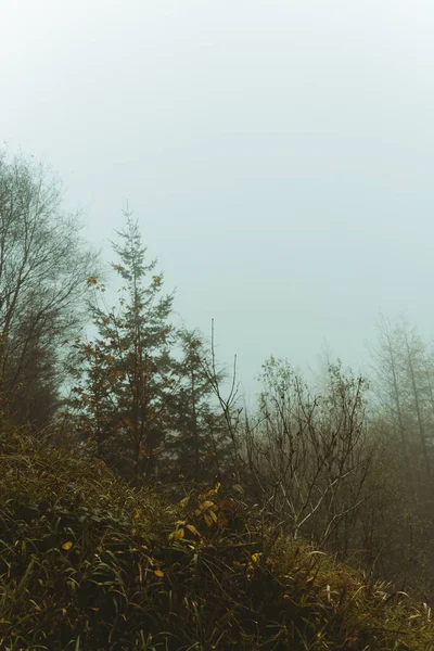Los Árboles Bosque Otoño Con Cielo Nublado Fondo Rostrevor Irlanda — Foto de Stock