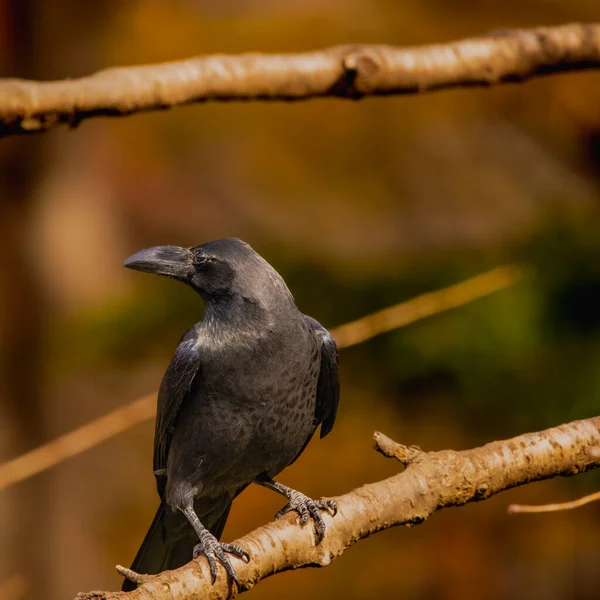 Large Billed Crow Perched Branch — Stock Photo, Image