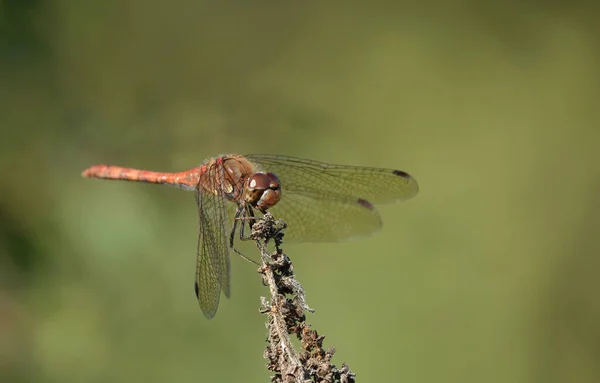 Primer Plano Darter Común Sobre Fondo Borroso —  Fotos de Stock