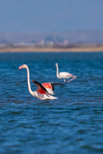 Vertical Shot Pink Flamingos Swimming Water Sunny Day — Stock Photo, Image