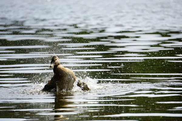 Canard Colvert Nageant Dans Lac — Photo